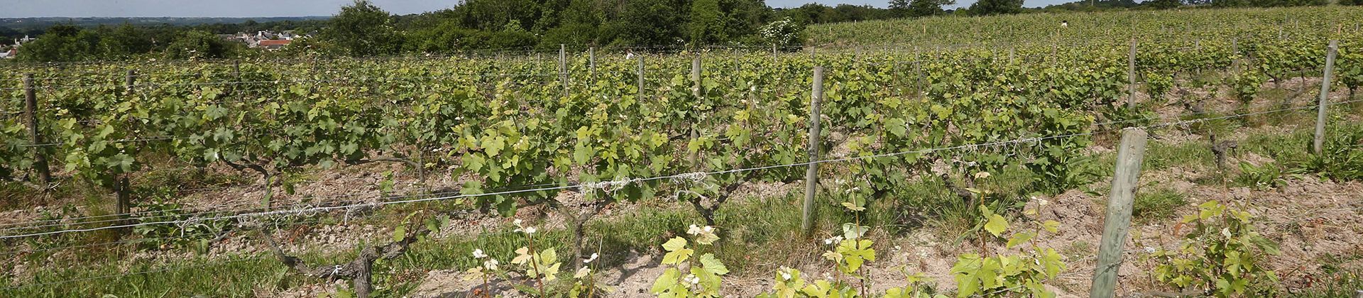champs de vignes